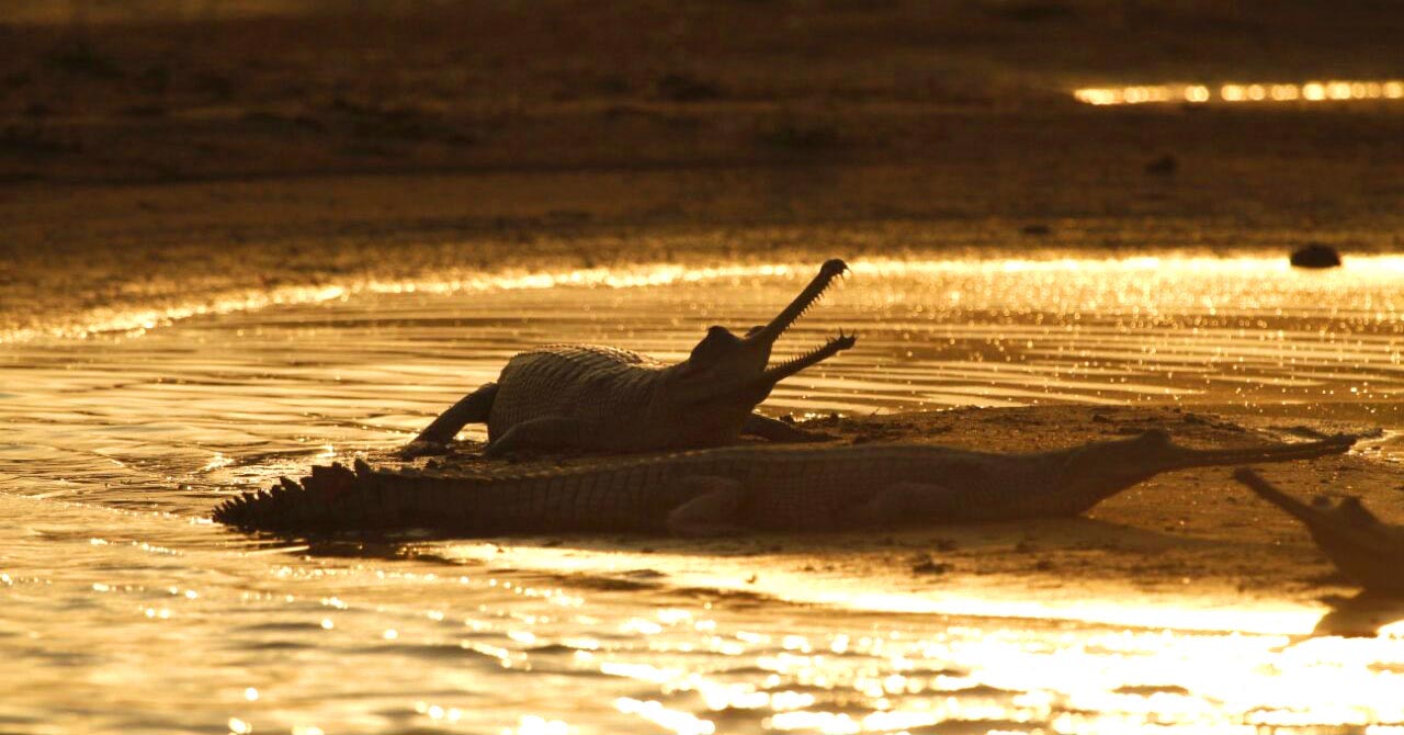 chambal safari dholpur