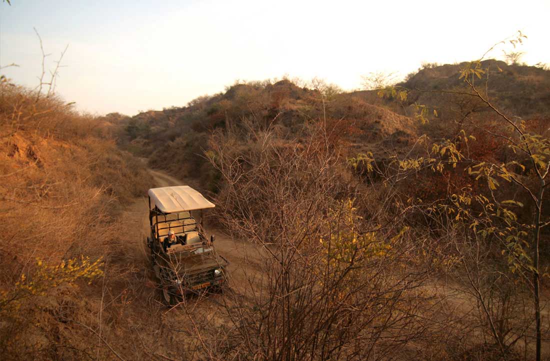 chambal safari dholpur